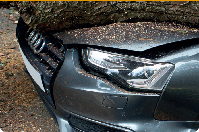 A fallen tree on top of a broken car hood.